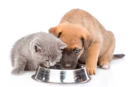 kangen water hewan anjing kucing