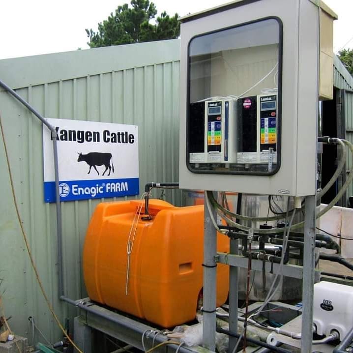 peternakan sapi kangen water