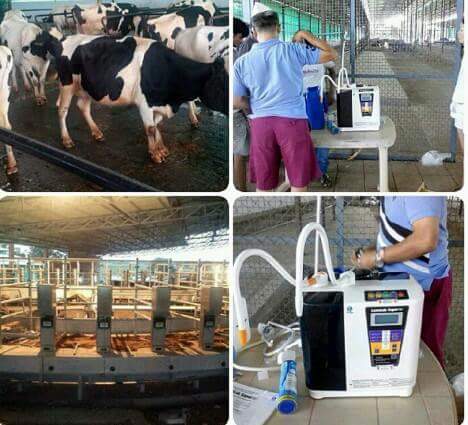 peternakan kangen water