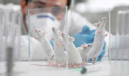 diabetes tikus